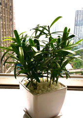 植物設計-羅漢松白盆