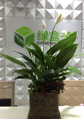 植物設計-白掌