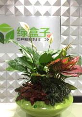 植物盆景設(shè)計搭配