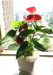 植物設(shè)計-紅掌