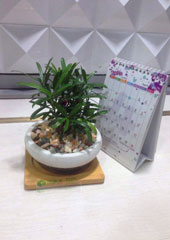 植物作品-羅漢松