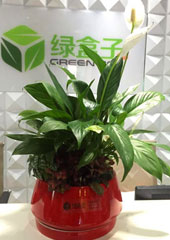 植物設(shè)計-白掌