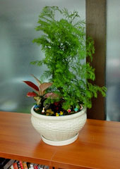 植物盆景設(shè)計搭配