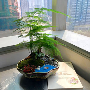 植物設(shè)計作品-文竹