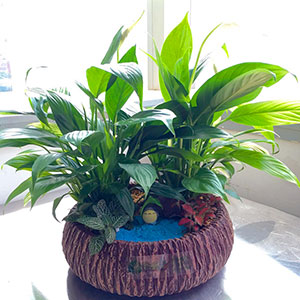 植物設(shè)計-白掌