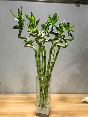 植物設(shè)計作品-轉(zhuǎn)運竹