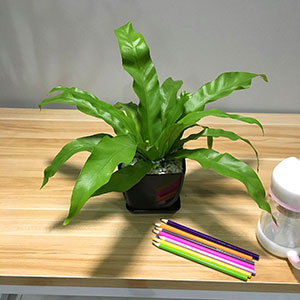 植物設(shè)計作品-鳥巢蕨