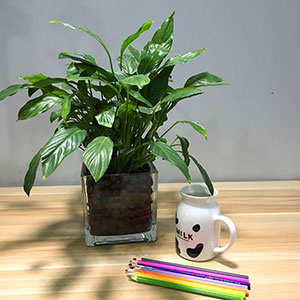 植物設(shè)計(jì)作品-白掌