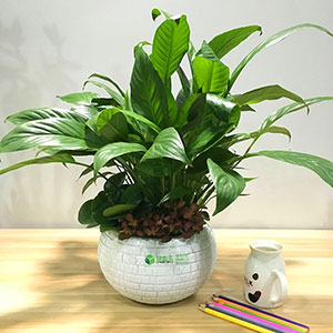 植物設(shè)計(jì)作品-白掌