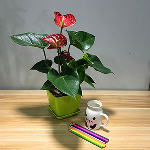 植物設(shè)計(jì)作品-白掌