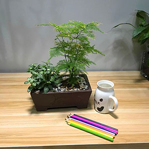 植物設(shè)計(jì)作品-白掌-網(wǎng)紋草