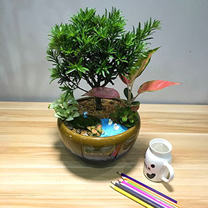 植物設(shè)計(jì)作品-羅漢松-如意皇后