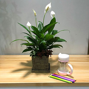 植物設(shè)計作品-白掌