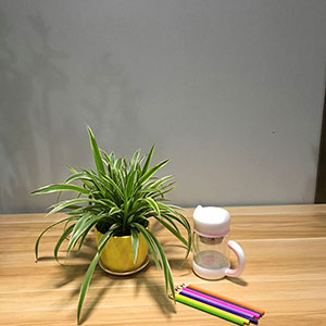 植物設(shè)計作品-金邊蘭