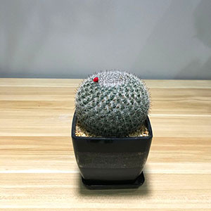 植物設(shè)計(jì)作品-仙人球