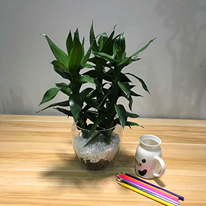 植物設(shè)計(jì)作品-富貴竹