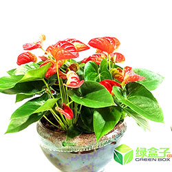 釉盆紅掌組合