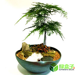 荷口花盆組合