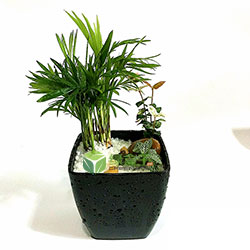 袖珍椰子+花葉絡(luò)石