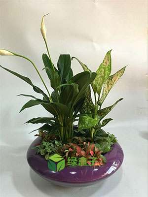 白掌銀皇后組合盆景