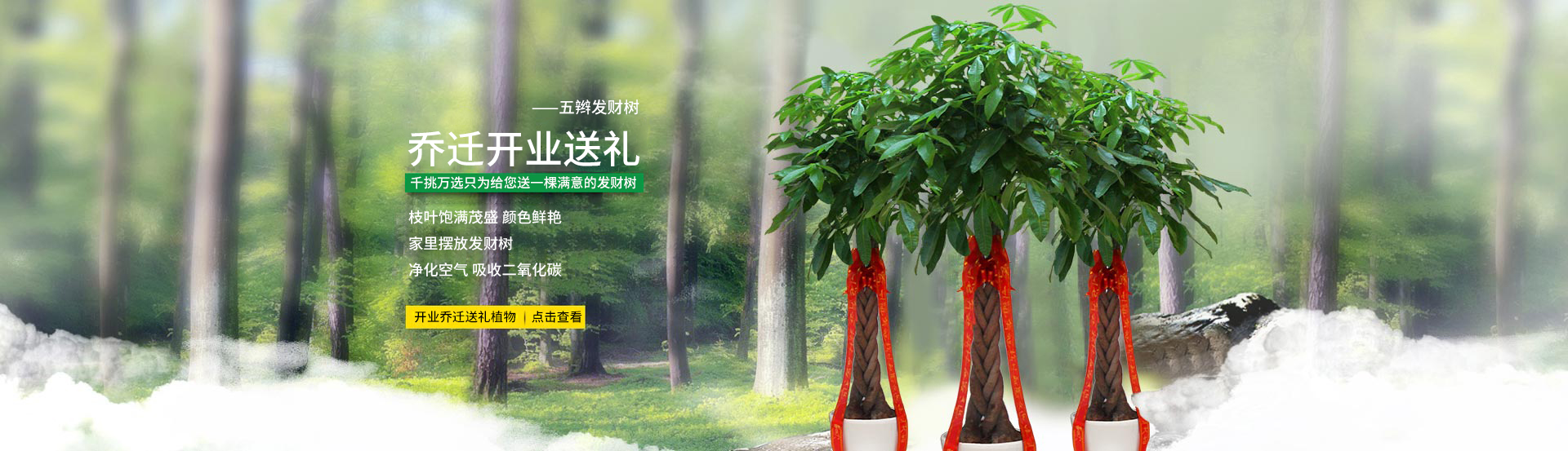 五編發(fā)財(cái)樹(shù)植物出租