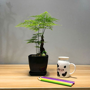 植物設(shè)計(jì)作品-文竹