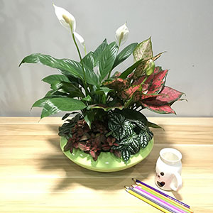 植物設(shè)計(jì)作品-白掌-如意皇后