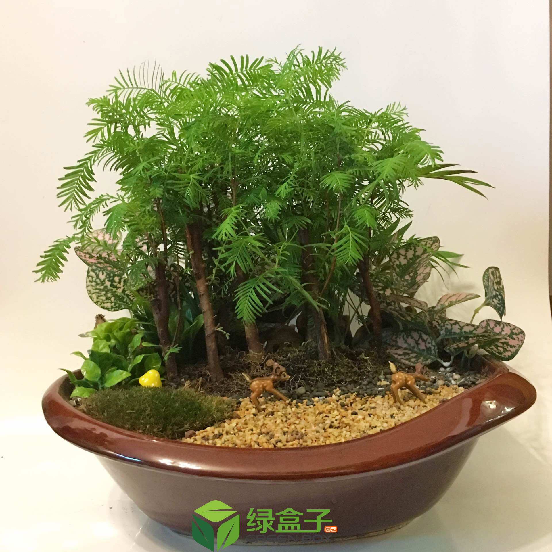 重慶創(chuàng)意盆栽