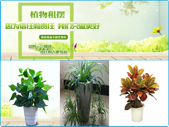 室內(nèi)擺什么植物好,室內(nèi)植物擺放你知道多少