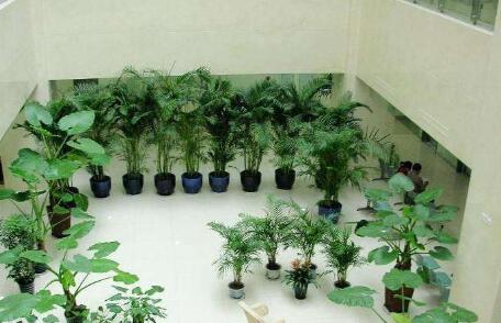 渝北植物租賃讓你辦公擁有好心情