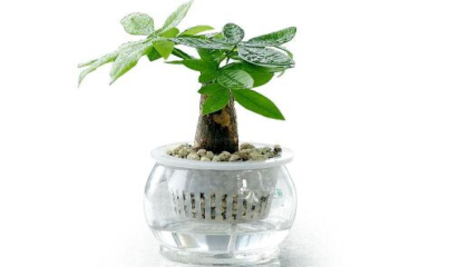 重慶辦公室植物租賃如何選植物,重慶植物租賃，重慶植物租擺