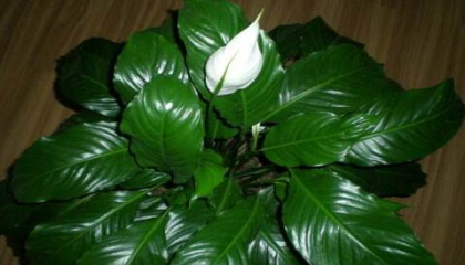 重慶辦公室植物租賃如何選植物,重慶植物租賃，重慶植物租擺