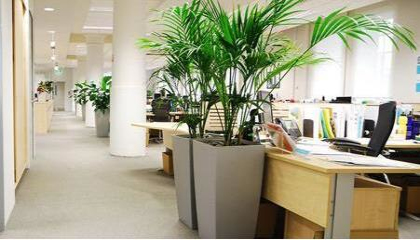 綠植租擺公司哪家好，重慶植物租賃公司