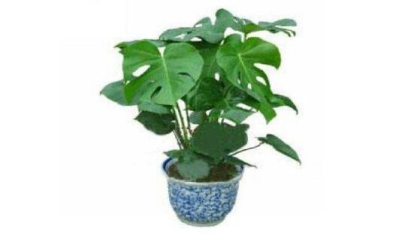 綠植租擺公司哪家好，重慶植物租賃公司