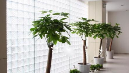 重慶地區(qū)公司放什么植物好,植物租賃專家給你講