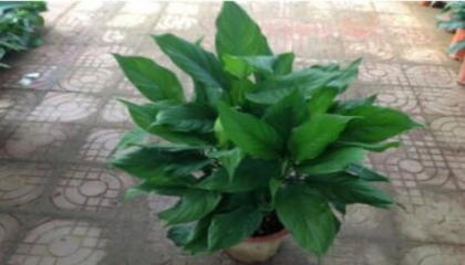 重慶地區(qū)公司放什么植物好,植物租賃專家給你講
