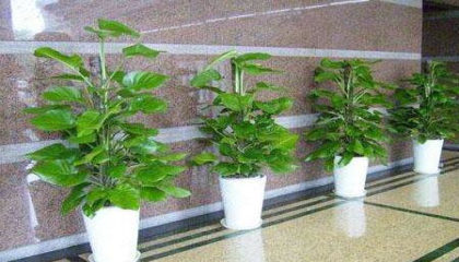 植物租賃讓你辦公室煥然一新,綠植租擺公司哪家好