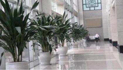 寫字樓租植物選那些植物好,重慶地區(qū)寫字樓植物租賃選哪家公司好