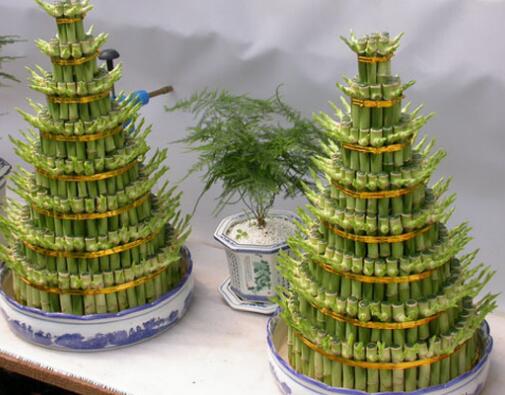 富貴竹 富貴竹