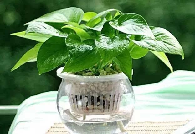 房內(nèi)植物.jpg