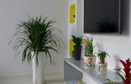 室內(nèi)植物租擺.jpg