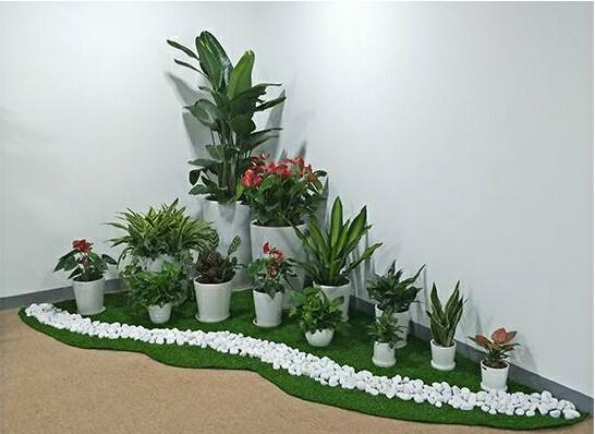 室內(nèi)植物租賃.jpg